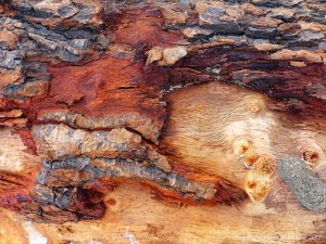 Detail of bark on driftwood