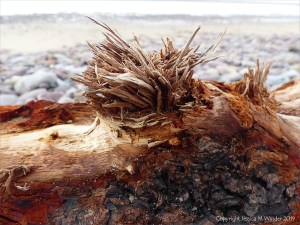 Detail of bark on driftwood