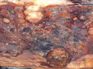 Detail of bark on driftwood