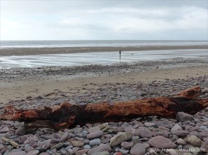 Driftwood on the beach