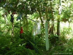 Votive offerings on trees at a sacred site