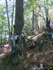 Votive offerings on trees at a sacred site