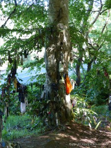 Votive offerings on trees at a sacred site
