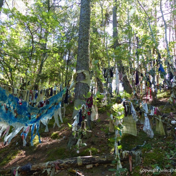 Votive offerings on trees at a sacred site