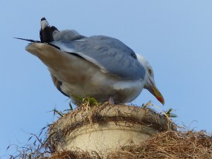 Gull nesting on a chimney pot