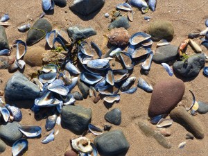 Sea shells and pebbles on the seashore