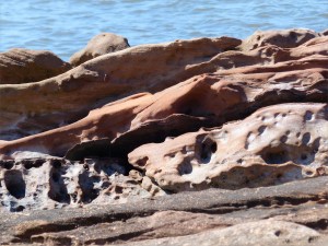 Upper Old Red Devonian Sandstone at Portmahomack