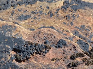 Upper Old Red Devonian Sandstone at Portmahomack