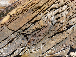 Sedimentary Upper Old Red Devonian Sandstone at Portmahomack