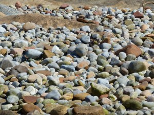 Pebbles at Portmahomack