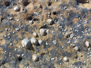 Limpets on sedimentary Upper Old Red Devonian Sandstone at Portmahomack