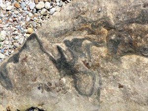 Sedimentary Upper Old Red Devonian Sandstone at Portmahomack