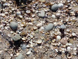 Limpet shells and pebbles at portmahomack beach