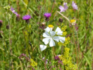 Common British wild flowers