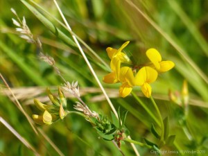 Common British wild flowers
