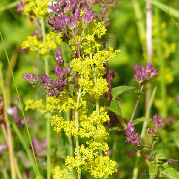 Common British wild flowers