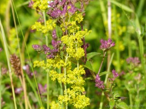 Common British wild flowers