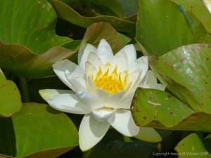 White water lily