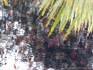 Leaves reflected in water