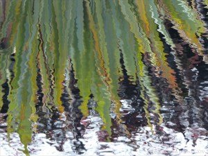 Leaves reflected in water