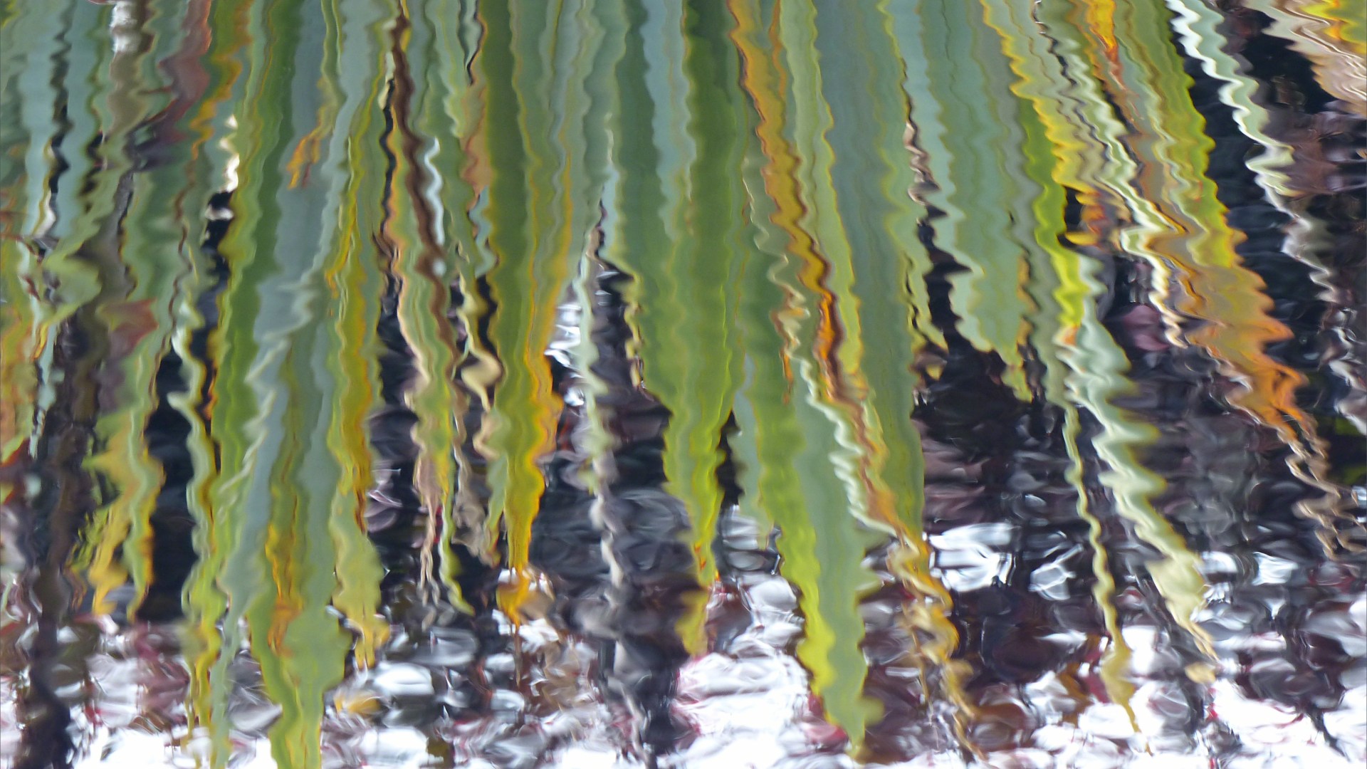 Leaves reflected in water