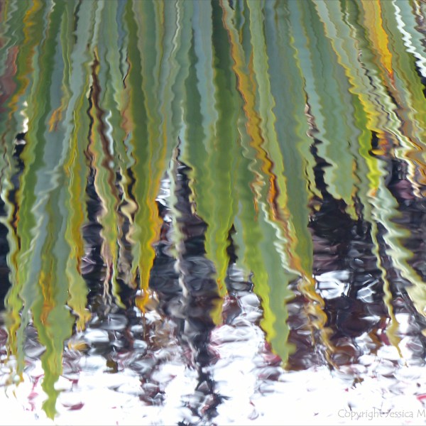 Leaves reflected in water