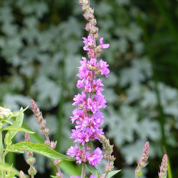 Nature at "Sculpture by the Lakes"