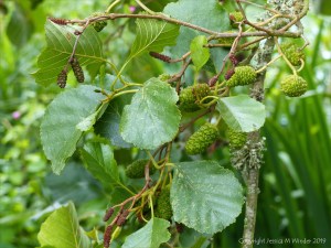 Nature at "Sculpture by the Lakes"