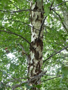 Silver birch trunk