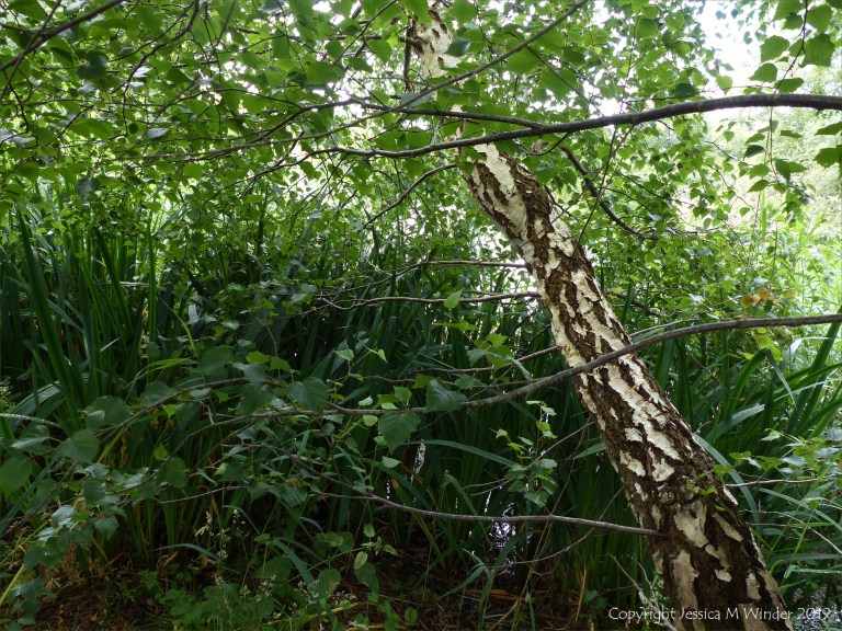 Nature at "Sculpture by the Lakes"