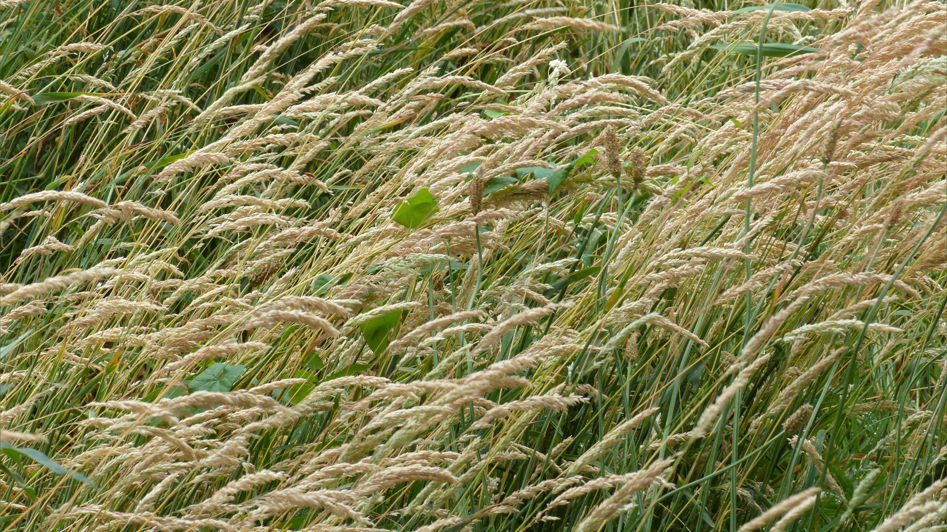 Wild grasses