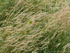 Wild grasses