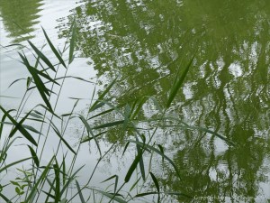 Leaves reflected in water