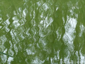 Leaves reflected in water