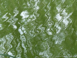 Leaves reflected in water