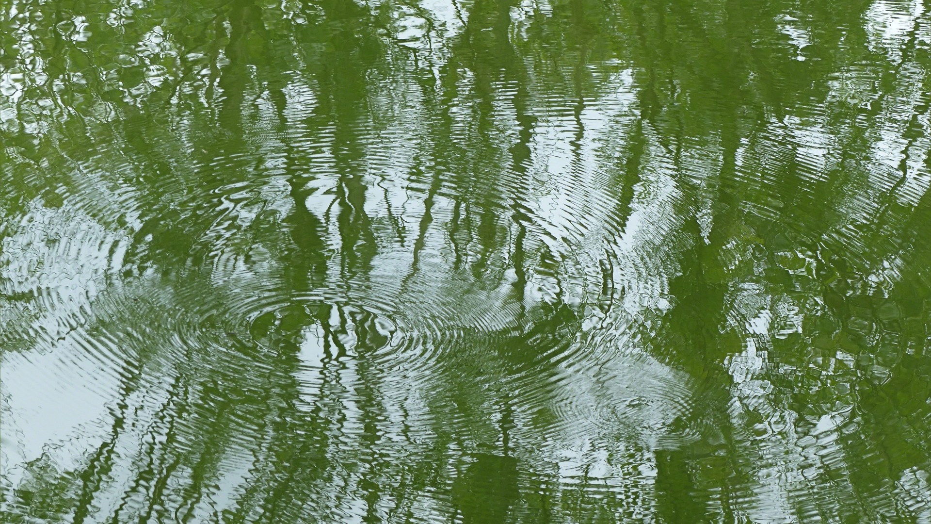 Leaves reflected in water