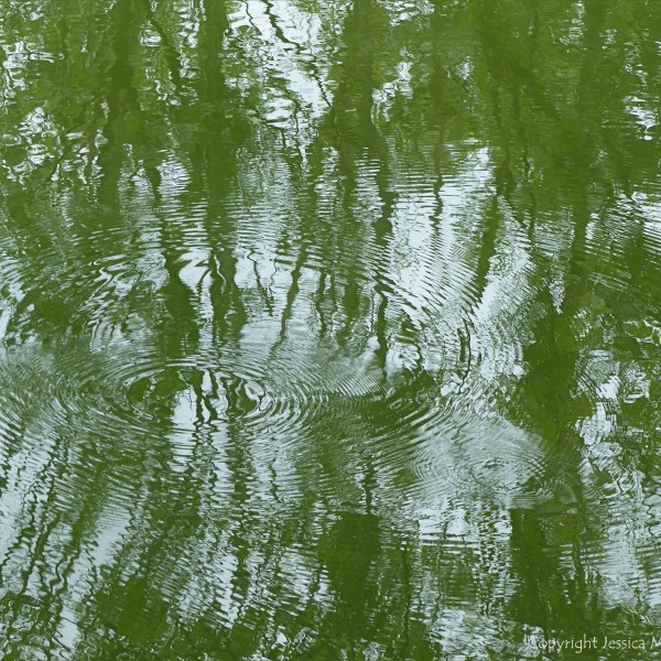 Leaves reflected in water