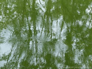 Leaves reflected in water