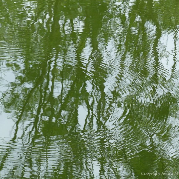 Leaves reflected in water
