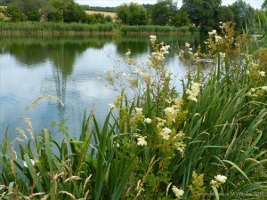 Nature at "Sculpture by the Lakes"