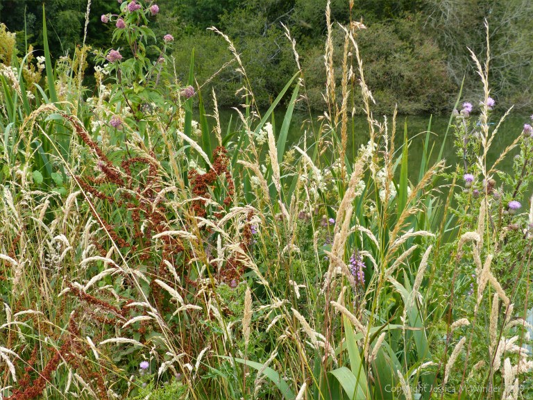 Nature at "Sculpture by the Lakes"