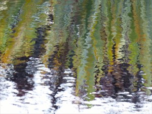Leaves reflected in water