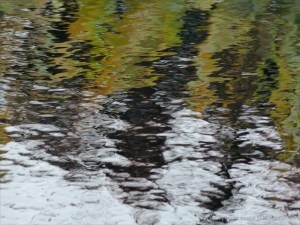 Leaves reflected in water
