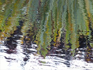 Leaves reflected in water