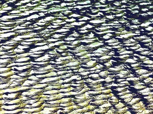 Variation in natural water ripple and reflection pattern