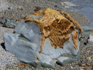 Seaweed like golden hair on rocks