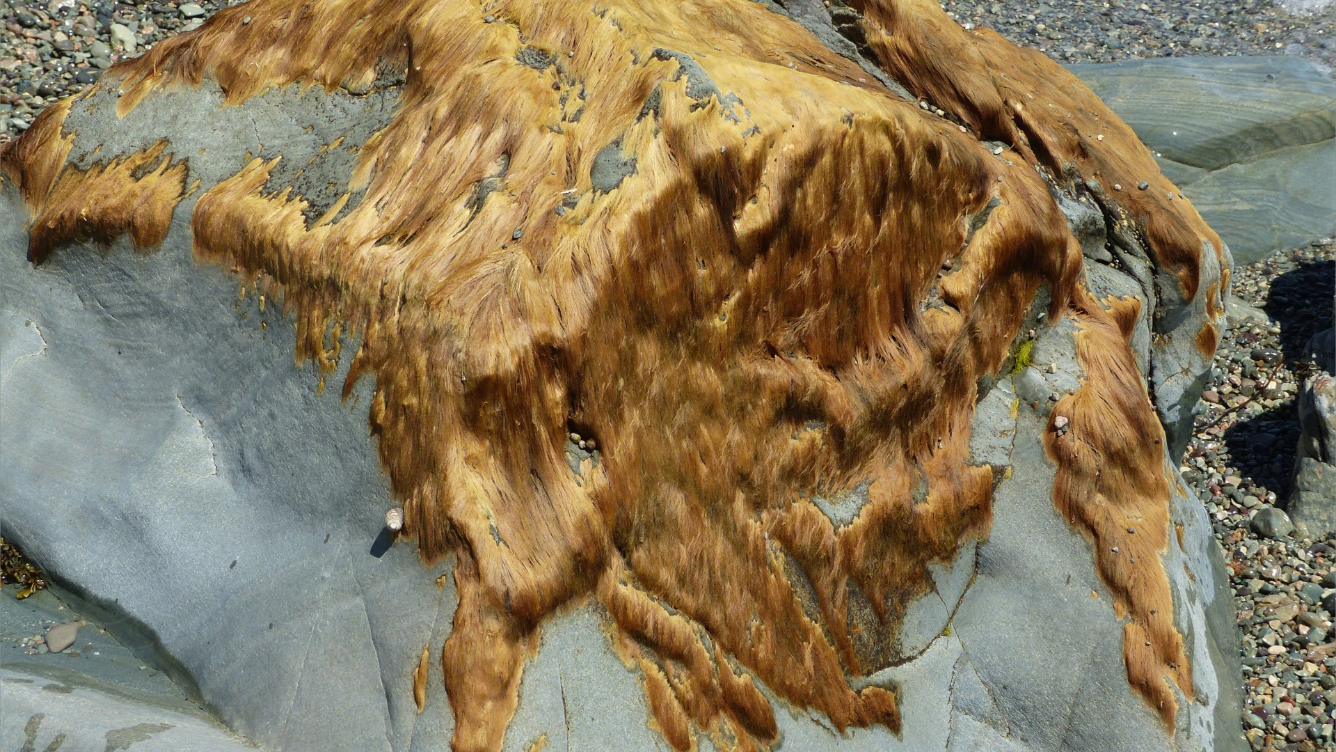 Seaweed like golden hair on rocks