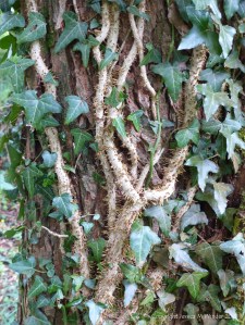 Nature at "Sculpture by the Lakes"