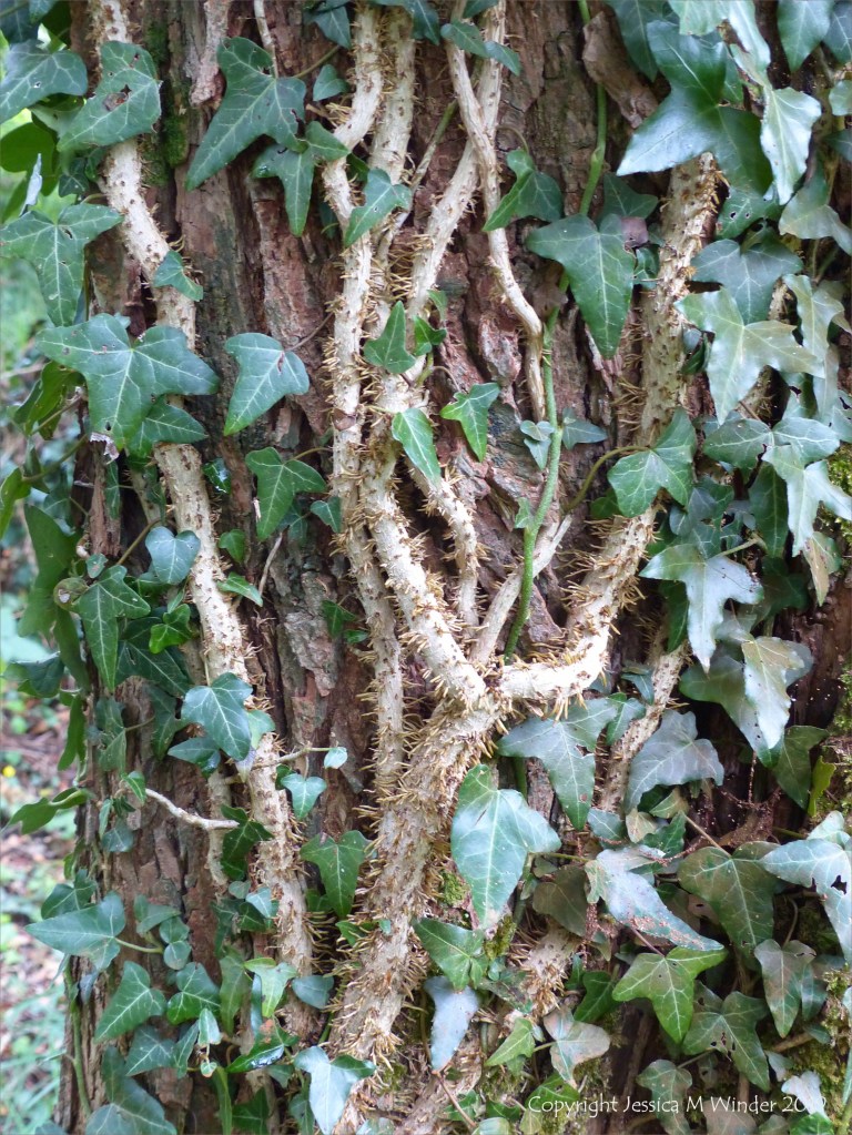 Nature at "Sculpture by the Lakes"