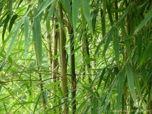 Nature at "Sculpture by the Lakes"